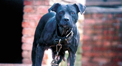 昨天記者在長(zhǎng)江路一家廢品回收站拍到的一只猛犬