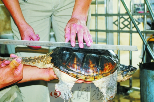 駐馬店農田頻現(xiàn)“生態(tài)殺手”鱷魚龜 本地生態(tài)受威脅