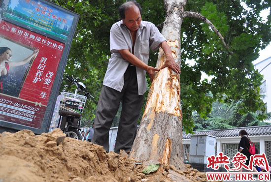 法桐受傷嚴重，樹皮上還沾著不少玻璃。