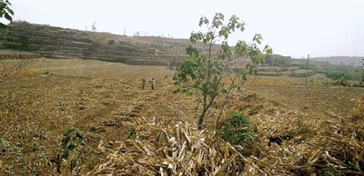 因干旱,農(nóng)田閑置尚未播種小麥 因干旱,農(nóng)田閑置尚未播種小麥