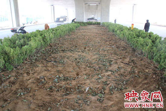 4月17日，當(dāng)記者經(jīng)過(guò)該路段時(shí)，發(fā)現(xiàn)那些“大葉女貞”并沒(méi)有繼續(xù)留在橋下生長(zhǎng)，而是被悄悄移走了。