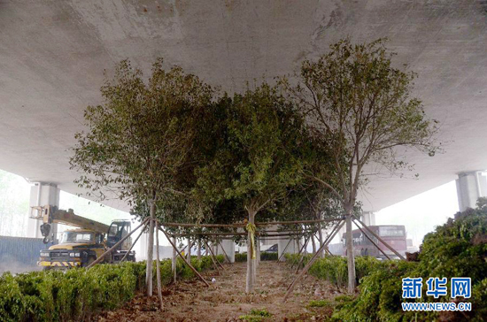 鄭州紫辰路與南三環(huán)交叉口向西，南三環(huán)快速路立交橋下，種植了40余棵大葉女貞，樹(shù)木已與立交橋底齊高。