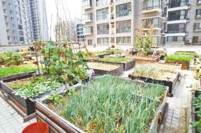  小區(qū)3層商鋪的樓頂是個(gè)大平臺(tái)，個(gè)人圍起來的“小菜園”約有50多個(gè)。