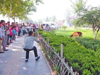 工作人員悄悄走近梅花鹿，準(zhǔn)備發(fā)射麻醉針。
