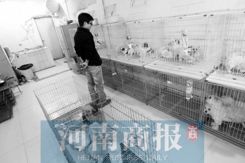 市民反映，淮河路“緣寵”寵物店曾出售疑似患病的狗