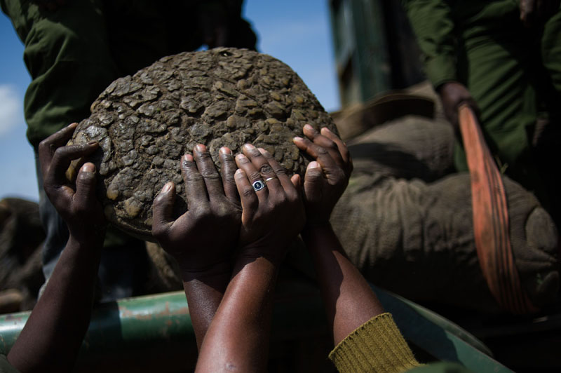 大象因破壞莊稼被強(qiáng)行“搬家” 大象因破壞莊稼被強(qiáng)行“搬家”