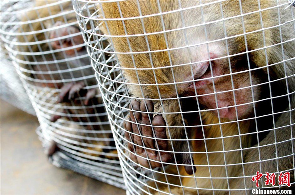 第九屆華賽獲獎(jiǎng)作品:中國(guó)制造的實(shí)驗(yàn)用猴 第九屆華賽獲獎(jiǎng)作品:中國(guó)制造的實(shí)驗(yàn)用猴