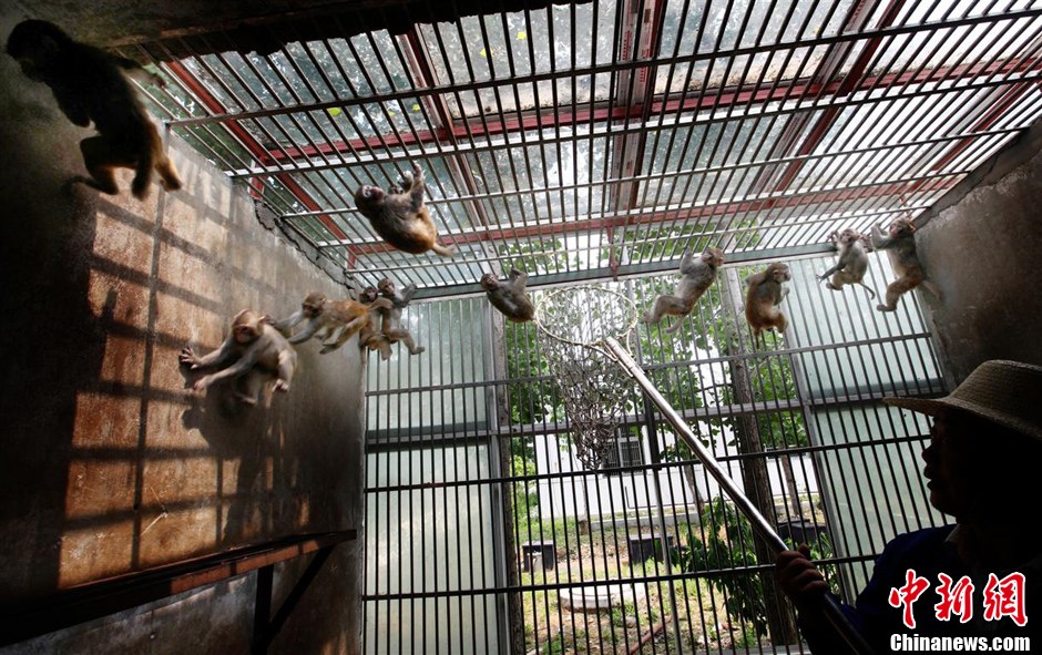 第九屆華賽獲獎(jiǎng)作品:中國(guó)制造的實(shí)驗(yàn)用猴 第九屆華賽獲獎(jiǎng)作品:中國(guó)制造的實(shí)驗(yàn)用猴