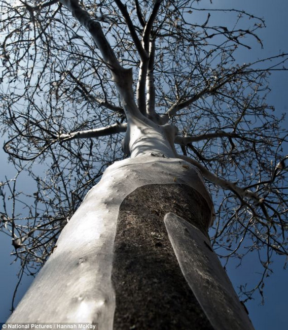 英街區(qū)遭毛蟲"入侵" 英街區(qū)遭毛蟲"入侵"