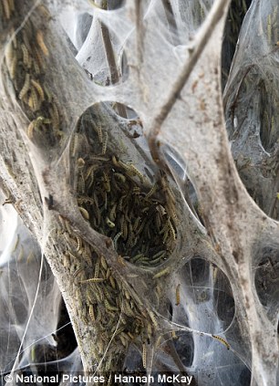 英街區(qū)遭毛蟲"入侵" 英街區(qū)遭毛蟲"入侵"