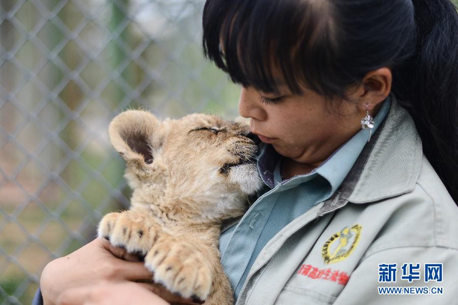 "90后"飼養(yǎng)員劉莉的“獅虎情緣” "90后"飼養(yǎng)員劉莉的“獅虎情緣”