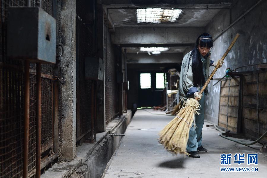 "90后"飼養(yǎng)員劉莉的“獅虎情緣” "90后"飼養(yǎng)員劉莉的“獅虎情緣”