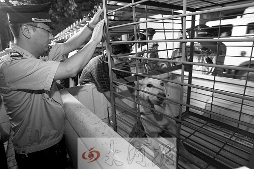 相關部門將加強管理，今年12月起烈性犬一律沒收。 （資料圖）