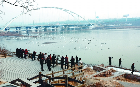 “哇!好多白天鵝?！? border=