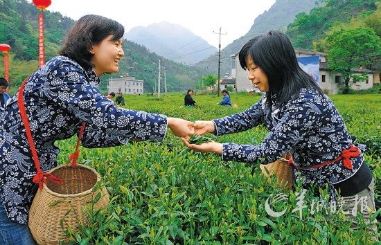 　　名茶六安瓜片原產(chǎn)地,游客身穿采茶女服裝在茶園體驗采摘新茶的樂趣。