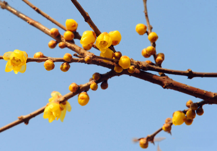 綠博園臘梅盛開(kāi)香滿(mǎn)園 俏立枝頭待客來(lái)