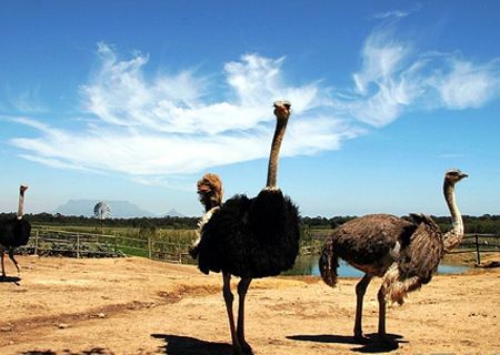 春節(jié)去哪兒？出游地圖告訴您！