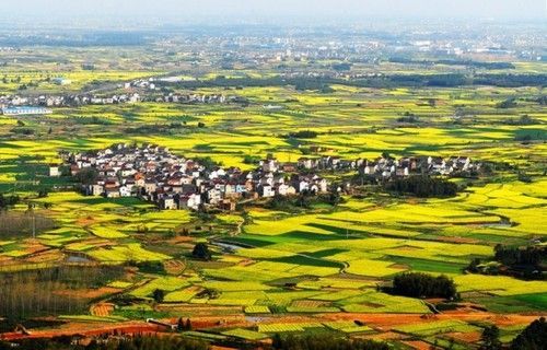 盤(pán)點(diǎn)全國(guó)13處絕美的油菜花觀(guān)賞地