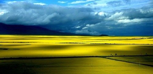 盤(pán)點(diǎn)全國(guó)13處絕美的油菜花觀(guān)賞地