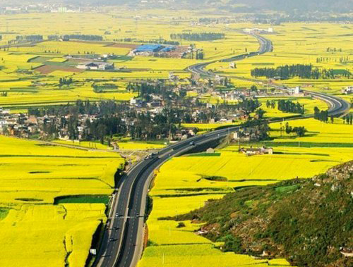 如何拍攝油菜花？達(dá)人教你7個(gè)拍攝技巧