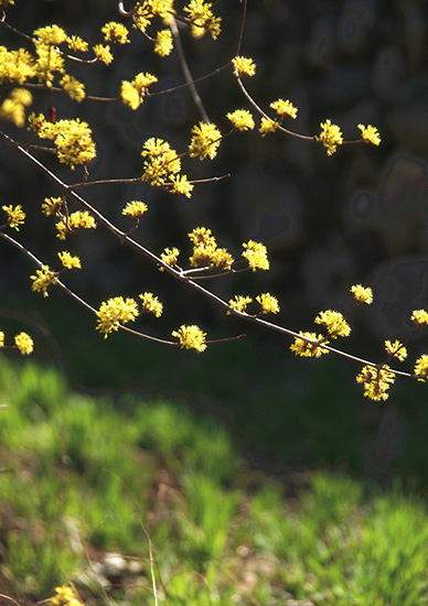 有一種呼喚，叫春天里的蟒河！