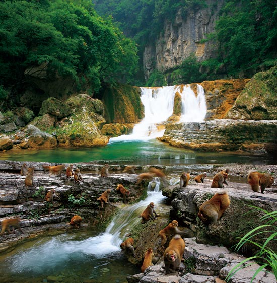 小長假游客扎堆蟒河、擠爆猴山