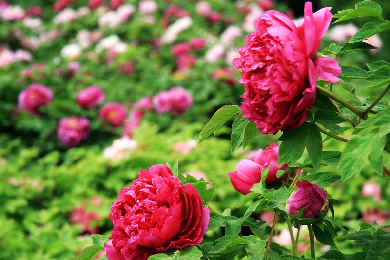 洛陽牡丹賞花攻略 一大波牡丹來襲 洛陽牡丹賞花攻略 一大波牡丹來襲