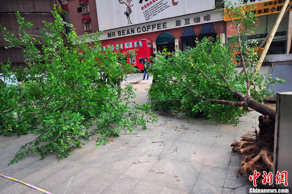 我和我的小伙伴們都驚呆了！沈陽(yáng)真樹(shù)"種"上假樹(shù)葉