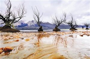 春季攝影亮點:紅樹 春季攝影亮點:紅樹