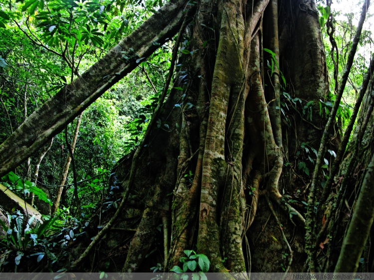 尖峰嶺熱帶雨林 尖峰嶺熱帶雨林
