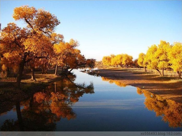 輪臺(tái)胡楊林 輪臺(tái)胡楊林