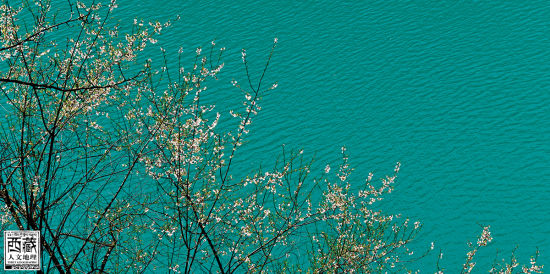 在湖邊盛開的花兒 在湖邊盛開的花兒