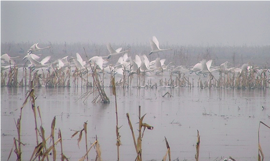 冬季正是觀鳥時 省內(nèi)觀鳥地盤點(diǎn)