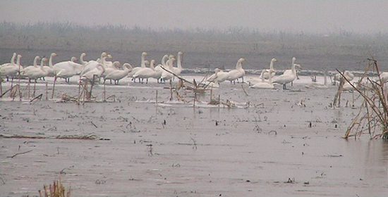 冬季正是觀鳥時 省內(nèi)觀鳥地盤點(diǎn)