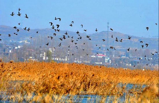 冬季觀鳥正當(dāng)時:捕捉美麗 拍攝優(yōu)雅