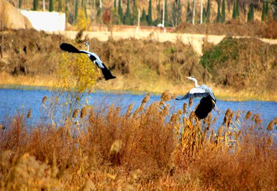 冬季觀鳥正當(dāng)時:捕捉美麗 拍攝優(yōu)雅