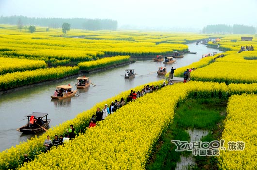 　　興化的油菜花最讓人心醉,因為沒有一個地方能把油菜花和水景結(jié)合得如此到位。(圖片來源:CFP)
