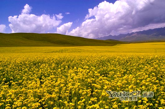 　　青海門源的油菜花景色甚為壯觀,十足的西部風味。(圖片來源:CFP)