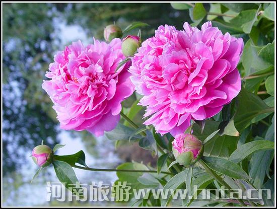 洛陽牡丹文化節(jié)旅游全攻略 洛陽牡丹文化節(jié)旅游全攻略
