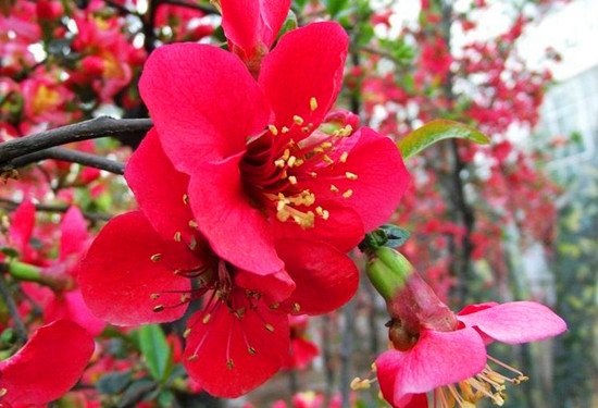 5園賞花指南-百花齊放的春天 5園賞花指南-百花齊放的春天