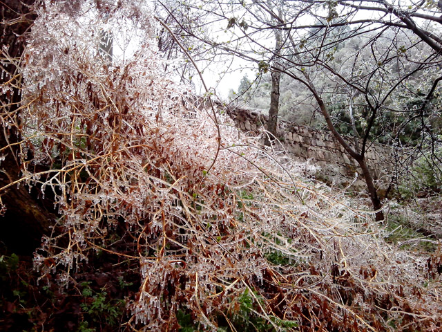 陽(yáng)春三月 在龍峪灣做一回“冰山上的來(lái)客”
