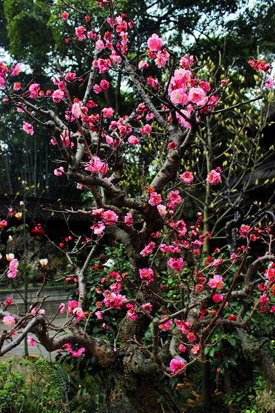 女人如花 隨侍甄嬛娘娘賞花去 女人如花 隨侍甄嬛娘娘賞花去