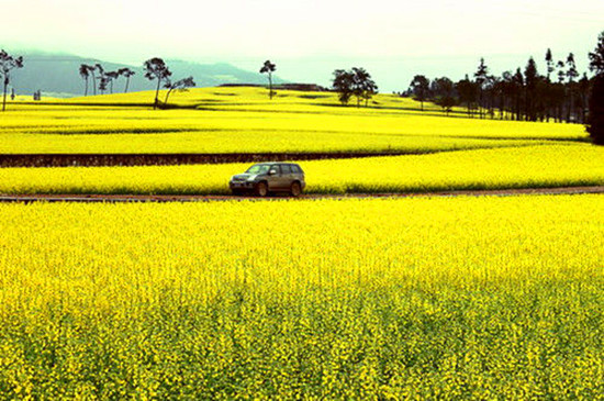 女人如花 隨侍甄嬛娘娘賞花去 女人如花 隨侍甄嬛娘娘賞花去