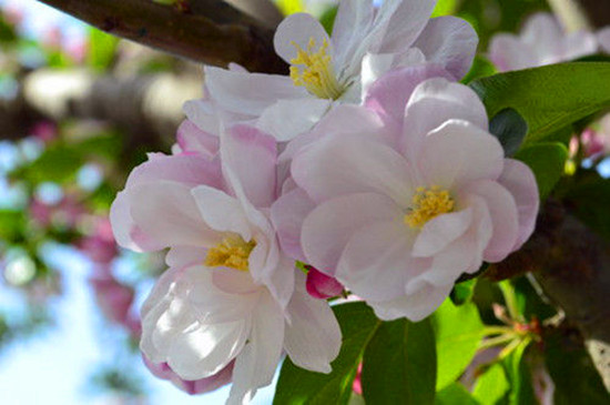 女人如花 隨侍甄嬛娘娘賞花去 女人如花 隨侍甄嬛娘娘賞花去