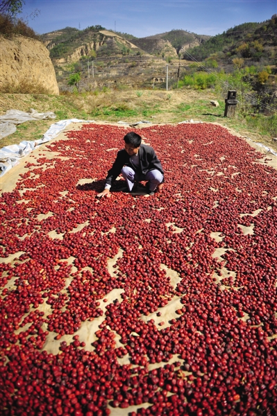 黃老漢家窯洞頂上鋪著一層紅棗,這也是他做黃饃饃的餡料。