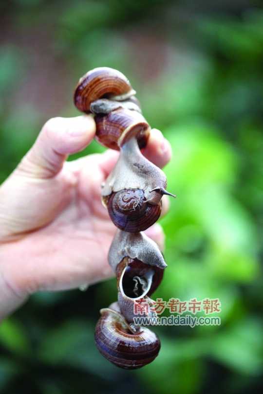 廣西的野生蝸牛追求原汁原味，做法也非常精簡。