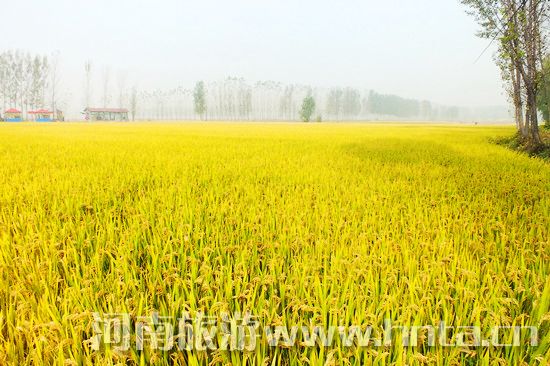 【新鄉(xiāng)特產(chǎn)】原陽大米 【新鄉(xiāng)特產(chǎn)】原陽大米