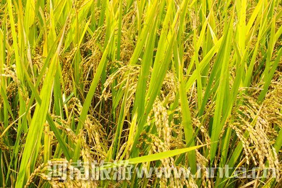 【新鄉(xiāng)特產(chǎn)】原陽大米 【新鄉(xiāng)特產(chǎn)】原陽大米