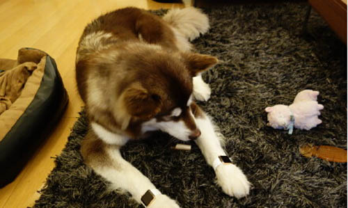 王思聰為愛犬配兩只蘋果表 王思聰為愛犬配兩只蘋果表