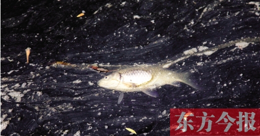 五月九日，鄭州帝湖，漂在黑色的湖面上的死魚